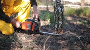 Professional Tree Removal and Landscaping Services in Madison, FL